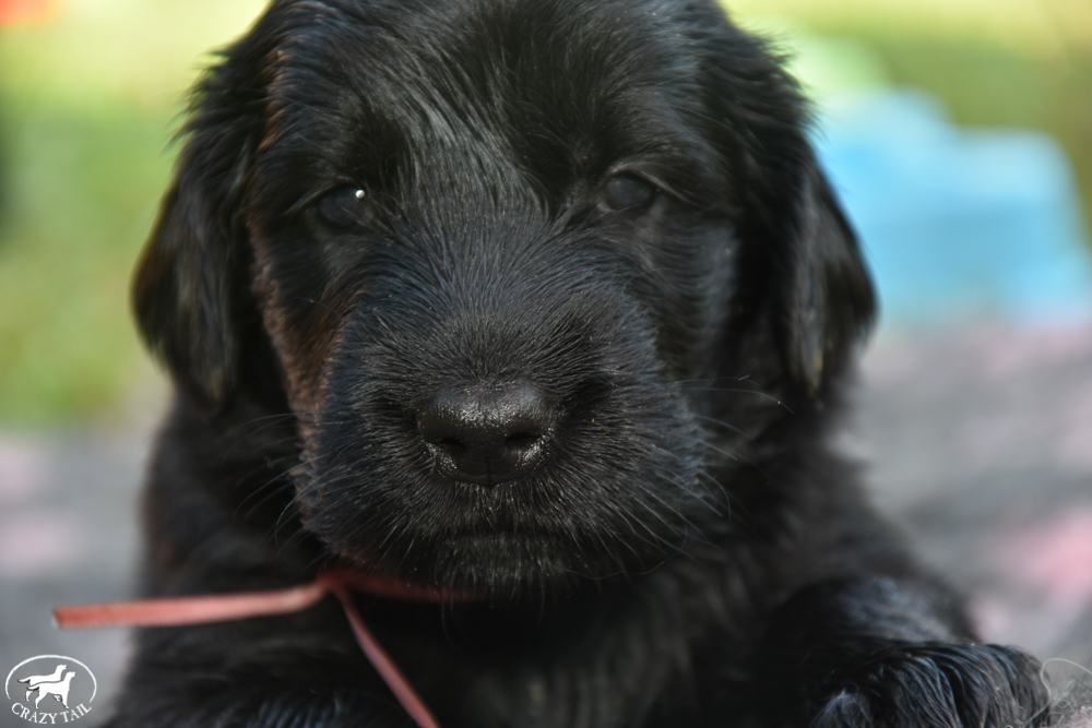 Cuccioli K