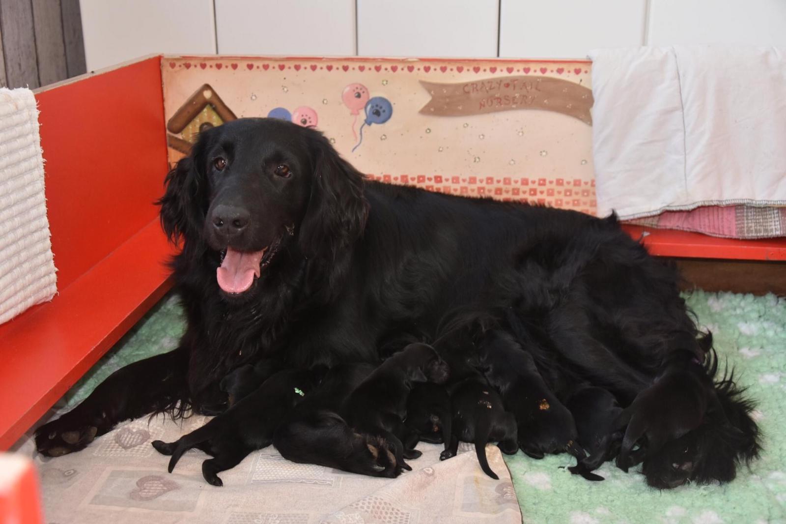 Cuccioli u