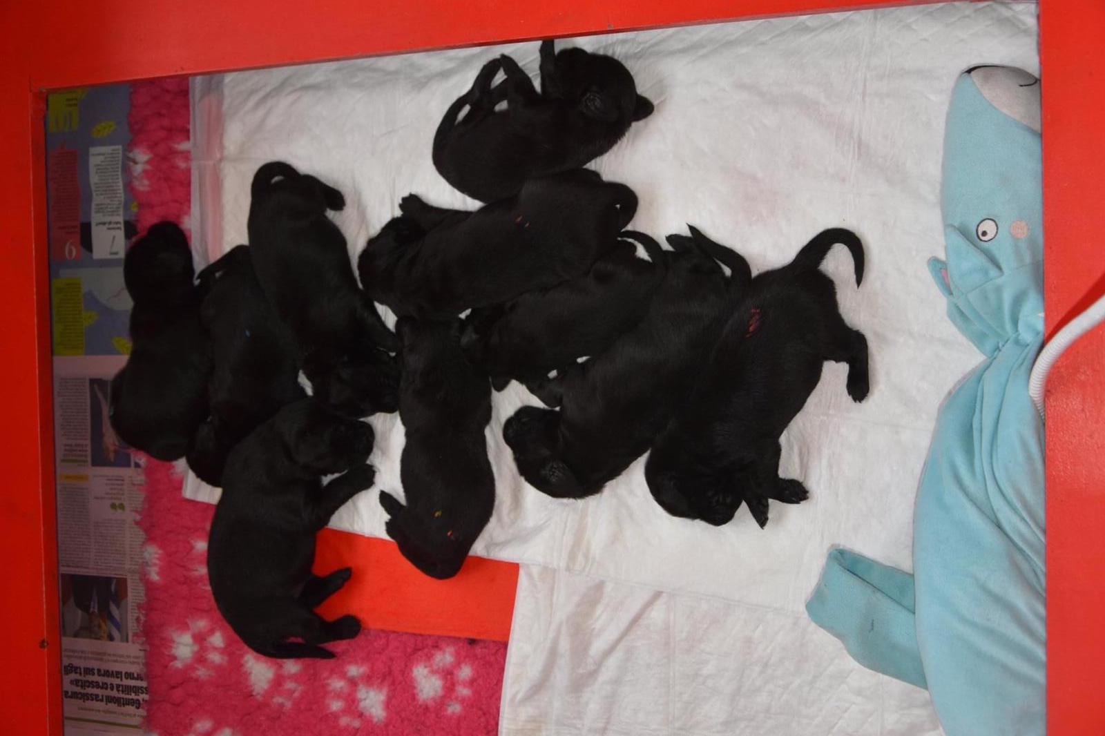 Cuccioli v