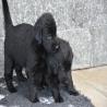 images/Immagini/Cucciolate/Cucciolata_a_cascate/z5.jpg