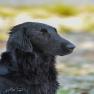 images/Immagini/I_miei_cani/Arya/WhatsApp_Image_2024-01-31_at_103434_1.jpeg