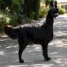 images/Immagini/I_miei_cani/Arya/WhatsApp_Image_2024-01-31_at_103434_5.jpeg