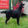 images/Immagini/I_miei_cani/Buio/Buio2.jpg