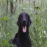 images/Immagini/I_miei_cani/Buio/Buio3.jpg