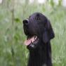 images/Immagini/I_miei_cani/Buio/Buio4.jpg