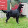 images/Immagini/I_miei_cani/Buio/Buio6.jpg