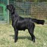 images/Immagini/I_miei_cani/Buio/buio-2.jpg
