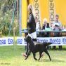 images/Immagini/I_miei_cani/Crazy/Crazy1.jpg