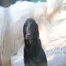 images/Immagini/I_miei_cani/Crazy/Crazy3.jpg