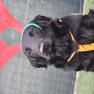 images/Immagini/I_miei_cani/Crazy/Crazy6.jpg