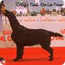 images/Immagini/I_miei_cani/Crazy/Crazy_1.jpg