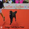 images/Immagini/I_miei_cani/Crazy/Crazy_2.jpg