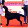 images/Immagini/I_miei_cani/Crazy/Crazy_3.jpg
