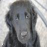 images/Immagini/I_miei_cani/Crazy/Crazy_4.jpg
