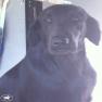 images/Immagini/I_miei_cani/Crazy/Crazy_5.jpg