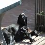 images/Immagini/I_miei_cani/Crazy/Crazy_6.jpg