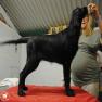 images/Immagini/I_miei_cani/Faith/Faith_1.jpg