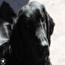 images/Immagini/I_miei_cani/Faith/Faith_11.jpg