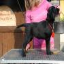 images/Immagini/I_miei_cani/Faith/Faith_4.jpg