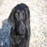 images/Immagini/I_miei_cani/Faith/Faith_5.jpg