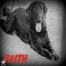 images/Immagini/I_miei_cani/Faith/Faith_7.jpg