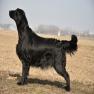 images/Immagini/I_miei_cani/Faith/SER_8921.jpg