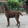 images/Immagini/I_miei_cani/Hiro/Hiro_4.jpg