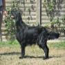 images/Immagini/I_miei_cani/Jaffna/Jaffna3.jpg