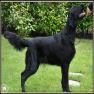 images/Immagini/I_miei_cani/Jaffna/ziva-maggio-2017-2.jpg