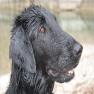 images/Immagini/I_miei_cani/Joy/Joy_1.jpg