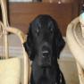 images/Immagini/I_miei_cani/Joy/Joy_2.jpg