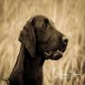 images/Immagini/I_miei_cani/Keid/Keid2.jpg