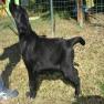 images/Immagini/I_miei_cani/Keid/Keit-2.jpg