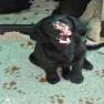 images/Immagini/I_miei_cani/Keid/Keit-4.jpg