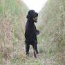 images/Immagini/I_miei_cani/Rucola/Rucola1.jpg