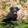 images/Immagini/I_miei_cani/Rucola/Rucola2.jpg