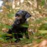 images/Immagini/I_miei_cani/Rucola/Rucola3.jpg