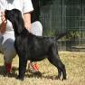 images/Immagini/I_miei_cani/Rucola/Rucola4.jpg