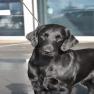 images/Immagini/I_miei_cani/Rucola/Rucola5.jpg