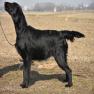 images/Immagini/I_miei_cani/Rucola/Rucola6.jpg