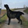 images/Immagini/I_miei_cani/Rucola/Rucola8.jpg