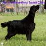 images/Immagini/I_miei_cani/Scarlett/Scarlett_1.jpg