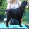 images/Immagini/I_miei_cani/Scarlett/Scarlett_2.jpg