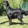 images/Immagini/I_miei_cani/Scarlett/Scarlett_4.jpg