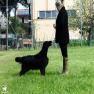 images/Immagini/I_miei_cani/Scarlett/Scarlett_5.jpg
