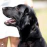 images/Immagini/I_miei_cani/Scarlett/Scarlett_6.jpg