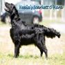 images/Immagini/I_miei_cani/Scarlett/Scarlett_8.jpg