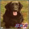 images/Immagini/I_miei_cani/Scarlett/Scarlett_9.jpg