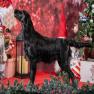 images/Immagini/I_miei_cani/Set/14_serena-2.jpg