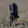 images/Immagini/I_miei_cani/Star/PAG_6001-2.jpg
